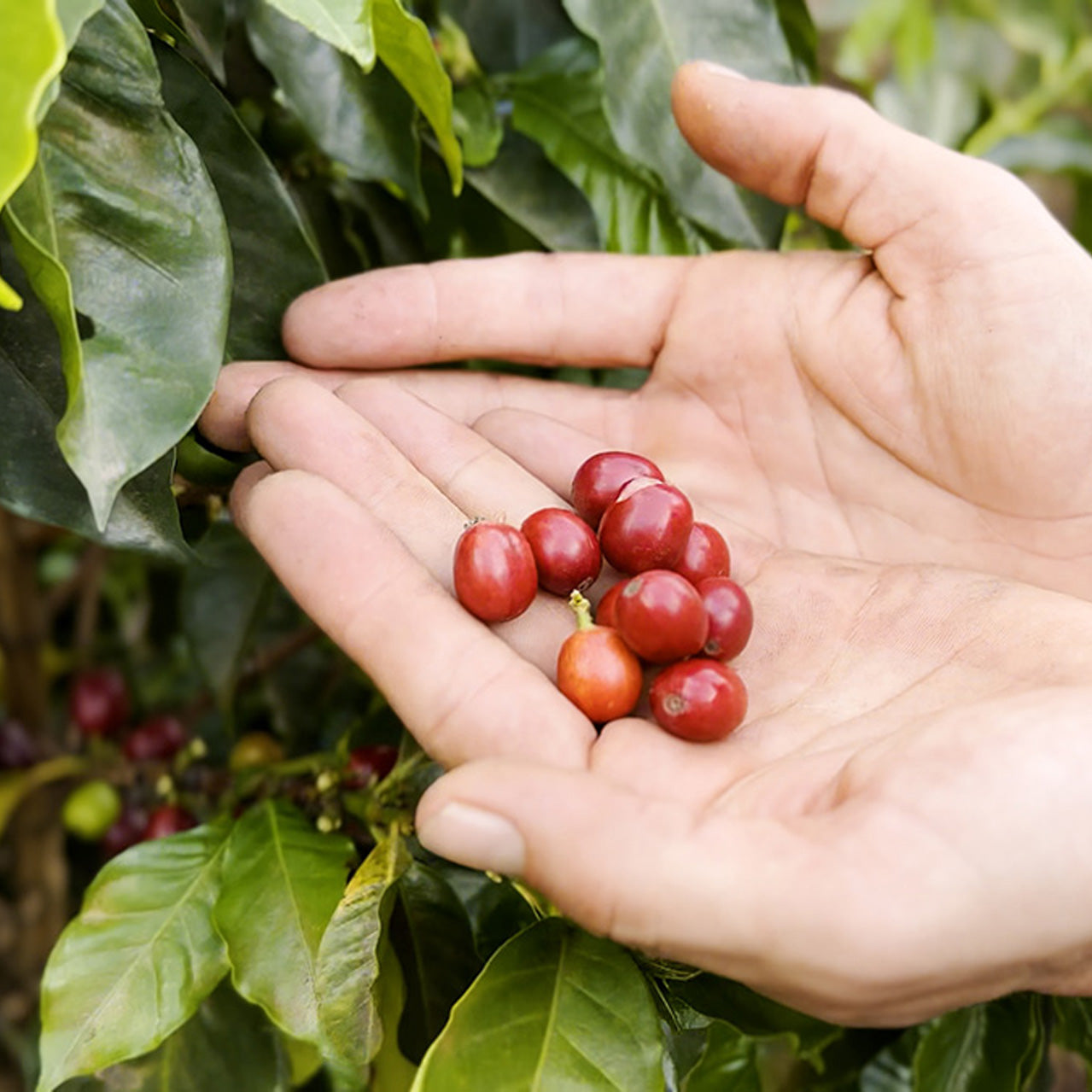 Freshly harvested Arabica coffee cherries in Guatemala
