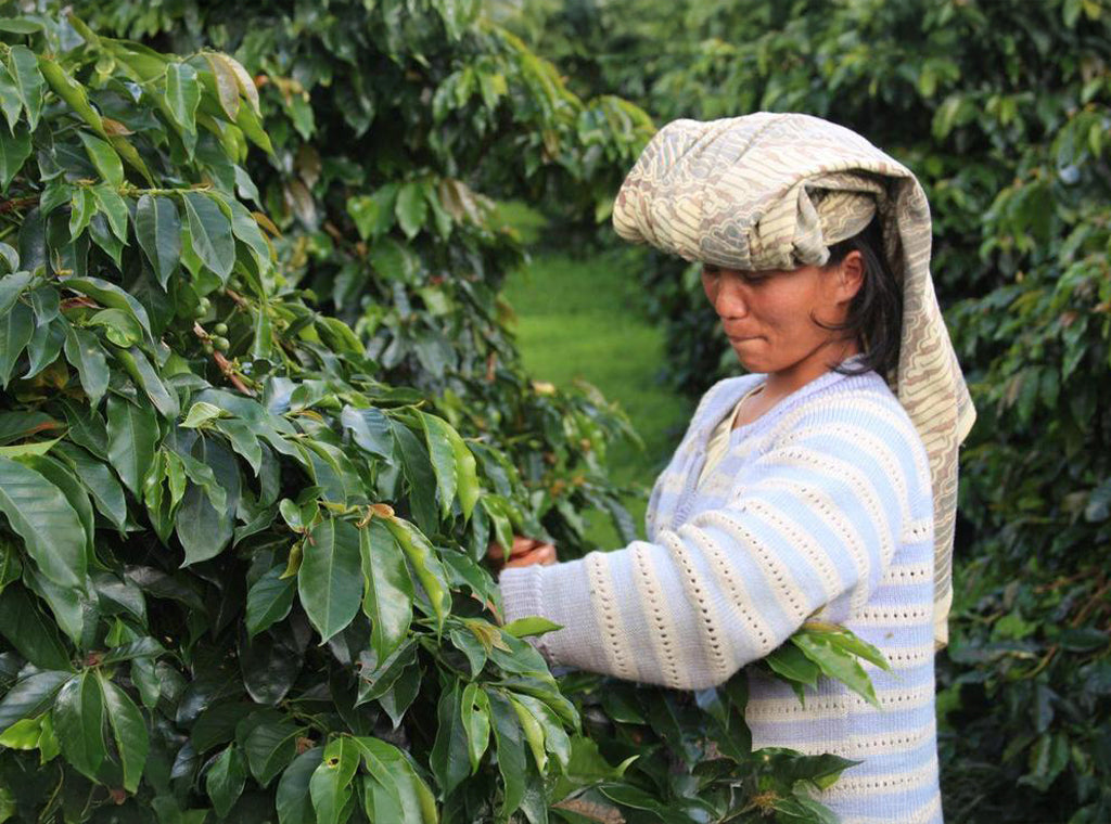 Woman harvesting coffee beans in lush Indonesian plantation, showcasing traditional farming methods.
