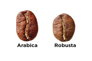 Arabica vs Robusta coffee beans