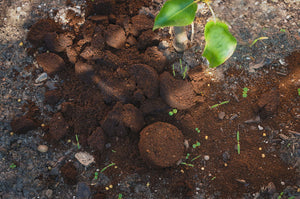 Do Coffee Grounds Really Keep Bugs and Mosquitoes Away?