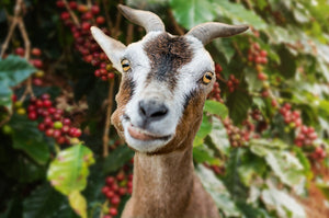 Legend has it the history of coffee began with a goat